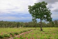 Pink Krachiew flowers in full bloom in natural season at Sai Thong National Park Chaiyaphum