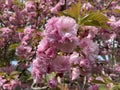 Pink Kwanzan Cherry Blossom Flowers in April in Spring