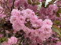 Pink Kwanzan Cherry Blossoms in Early April in Spring