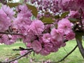 Pink Kwanzan Cherry Blossoms and Green Grass