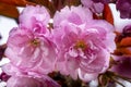 Pink Kwanzan Cherry Flowers Blooming Macro