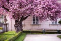 Pink Kwanzan Cherry tree in fool bloom.