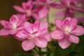 Pink lacecap hydrangea flower Royalty Free Stock Photo