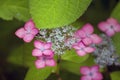 Pink lacecap hydrangea flower Royalty Free Stock Photo