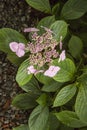 Pink lacecap hydranges at Trebah Gardens Royalty Free Stock Photo