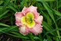 Pink Lacquer Daylily Flower