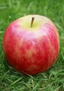 Pink lady apple Royalty Free Stock Photo