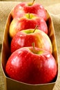 Pink lady apples Royalty Free Stock Photo