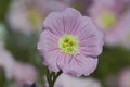 A Pink Lady bloom in the garden.