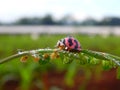 Pink Lady Bug, alone in the fresh morning Dew