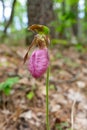 Pink Lady`s Slipper Flower Blooming In Forest Royalty Free Stock Photo