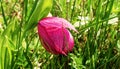 Pink Lady`s slipper orchid, red Cypripedium calceolus on the lawn in the grass. Royalty Free Stock Photo