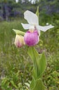 Pink Lady Slipper Cypripedium reginae Royalty Free Stock Photo