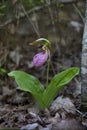 Pink Lady Slipper flower Royalty Free Stock Photo