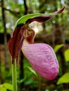 Pink Lady Slipper flower nature art spring Royalty Free Stock Photo