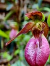 Pink Lady Slipper flower nature art spring Royalty Free Stock Photo