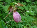 Pink Lady Slipper Royalty Free Stock Photo