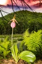 Pink Lady Slipper Royalty Free Stock Photo