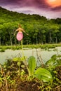 Pink Lady Slipper Royalty Free Stock Photo