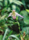 Pink Lady Slipper Orchid Paphiopedilum Royalty Free Stock Photo