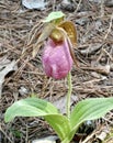 Pink Lady Slipper Orchid Royalty Free Stock Photo