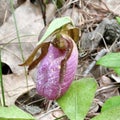 Pink Lady Slipper Orchid Royalty Free Stock Photo