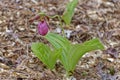 Pink lady slipper plant in bloom Royalty Free Stock Photo