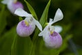 Pink Lady Slipper Royalty Free Stock Photo