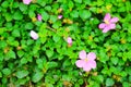 Pink lady, Spanish shawl, pink flower blooming the the garden