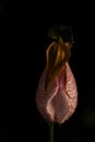 Pink Ladyslipper or Moccasin Flower wet from dew Royalty Free Stock Photo