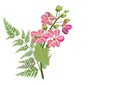 Pink lagerstroemia and fern on white background