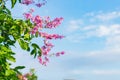 Pink Lagerstroemia flowers under a blue sky.