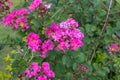 pink Lagerstroemia speciosa flowers Royalty Free Stock Photo