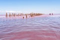 Pink lake Sasyk-Sivash in Crimea. fabulous seascape Royalty Free Stock Photo