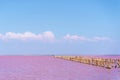 Pink lake, unusual nature. A unique rare natural phenomenon. Beautiful landscape.