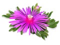 Pink Lampranthus flower, card