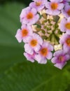 Pink lantana