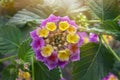 Pink lantana camara flowers. Summer flowers series, beautiful Lantana camara Royalty Free Stock Photo