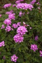 pink Lantana Flower at field