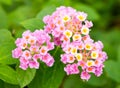 Pink lantana flowers.