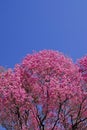 Pink Lapacho tree Royalty Free Stock Photo