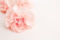 Pink large peony, rose or cloves buds on a white background as a blank for advertising text
