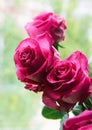 Pink large rose buds