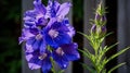 pink larkspur flower