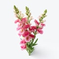 Pink Larkspur Plants On White Surface: Snailcore Style Commercial Photography