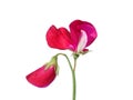 Pink lathyrus odoratus on a white background Royalty Free Stock Photo