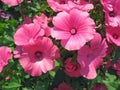 Pink lavatera flowers Royalty Free Stock Photo