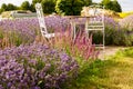 Pink lavender in a beautiful rustic garden with table and chairs Royalty Free Stock Photo