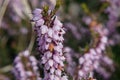 Pink lavender bell flowerets of heather