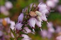 Pink lavender bell flowerets of heather